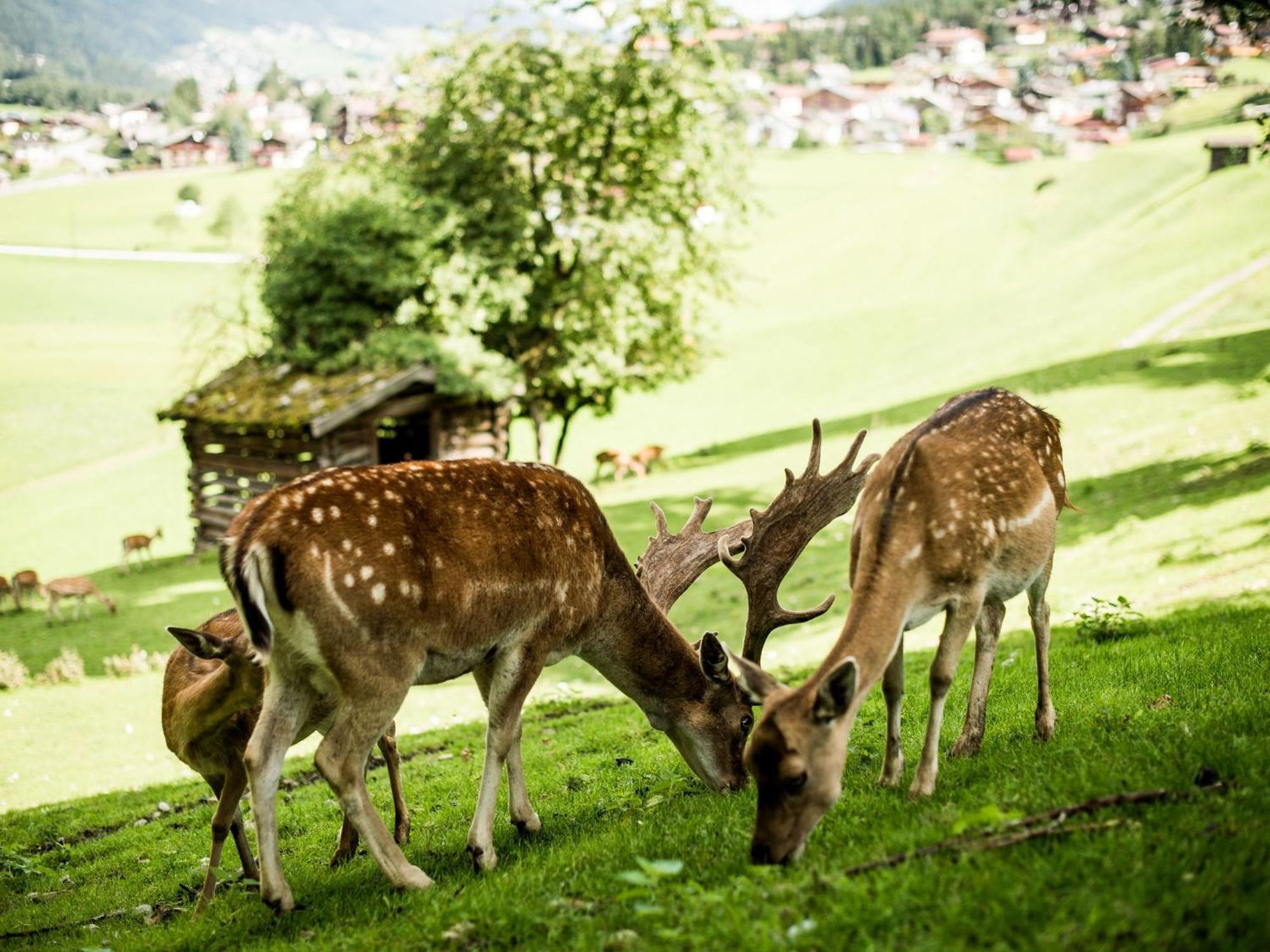 Forster'S Naturresort Neustift im Stubaital Zewnętrze zdjęcie